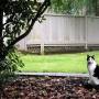 pongo-outside.jpg